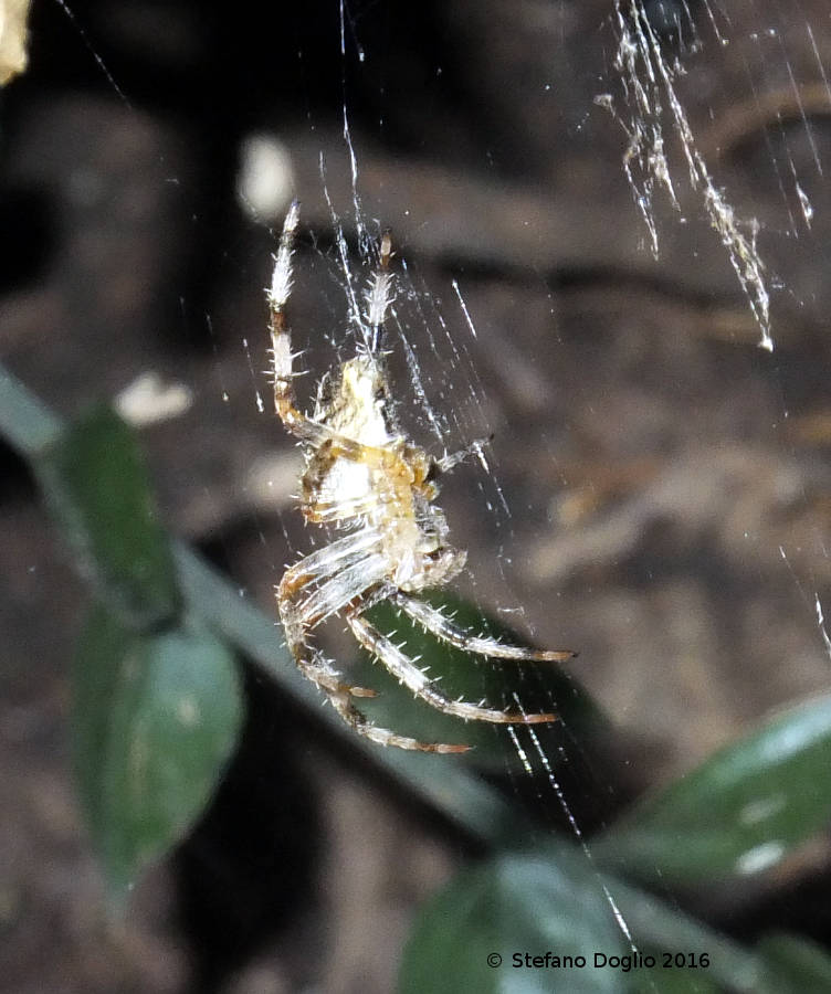 Olios argelasius (Sparassidae) e Araneus diadematus (Araneidae) - Monterotondo (RM)